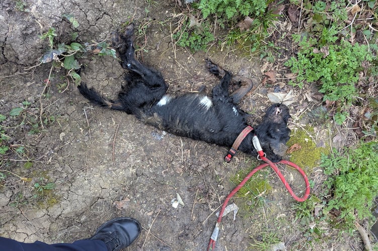 The RSPCA is asking the public for their help after a dog was tied to a rope attached to a weight before being drowned in the River Avon in Bath.
