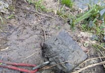 Distressing image: Dog tied to rope attached to weight before being drowned in river