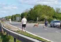 Goat brings M5 bank holiday weekend traffic to a standstill