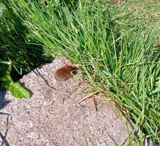 Two baby voles emerged from a tussock of grass by the concrete.