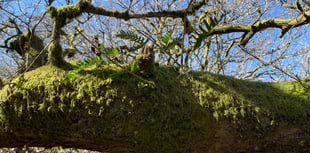 Woodland restoration film premieres in Frome