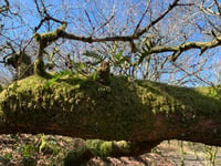 Woodland restoration film premieres in Frome