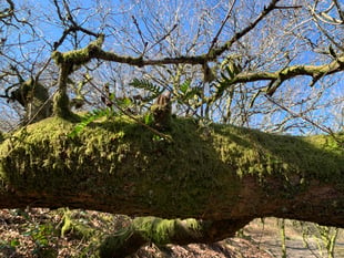 Woodland restoration film premieres in Frome