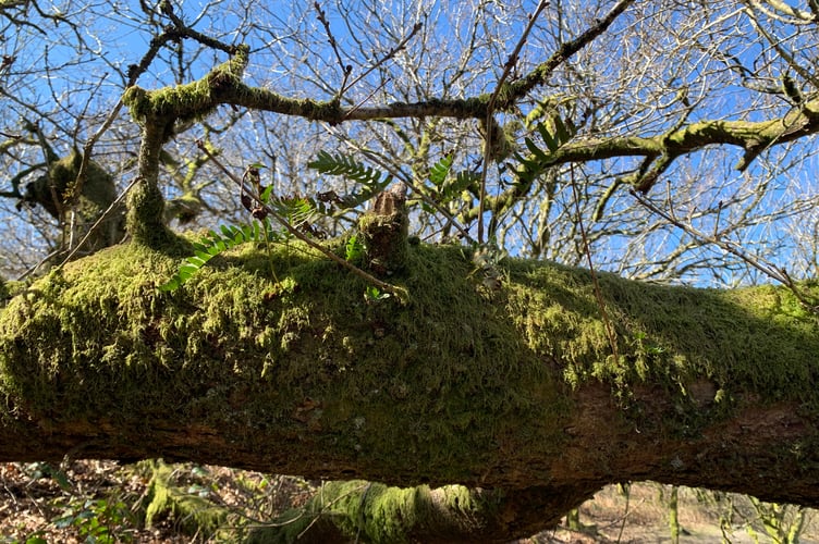 The film 'Ancient Woodland Restoration: The Story of Light and Life' will premiere in Frome, highlighting the importance of preserving ancient woodlands.