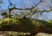 Discover the new woodland restoration film