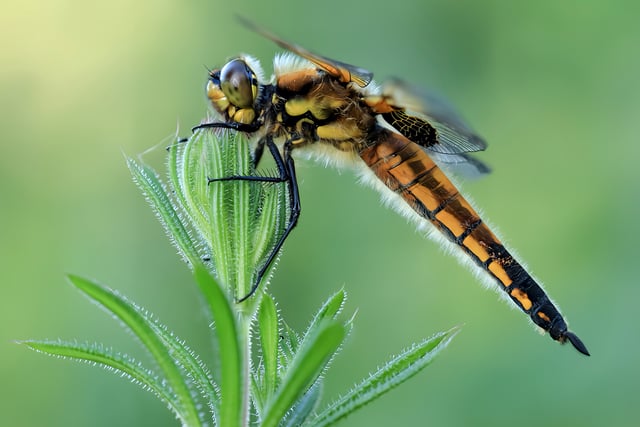 NRPS Zoom night explores landscapes wildlife and hidden gems