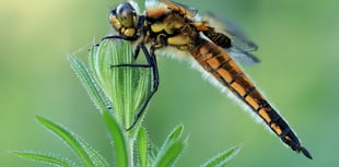 NRPS Zoom night explores landscapes wildlife and hidden gems