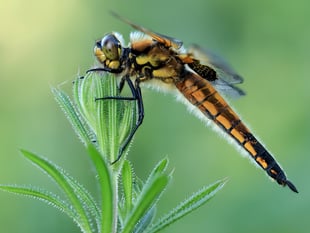 NRPS Zoom night explores landscapes wildlife and hidden gems