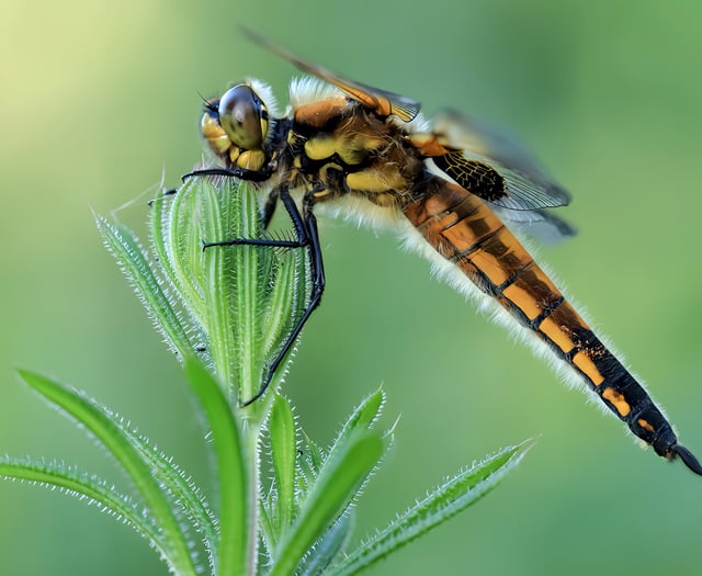NRPS Zoom night explores landscapes wildlife and hidden gems