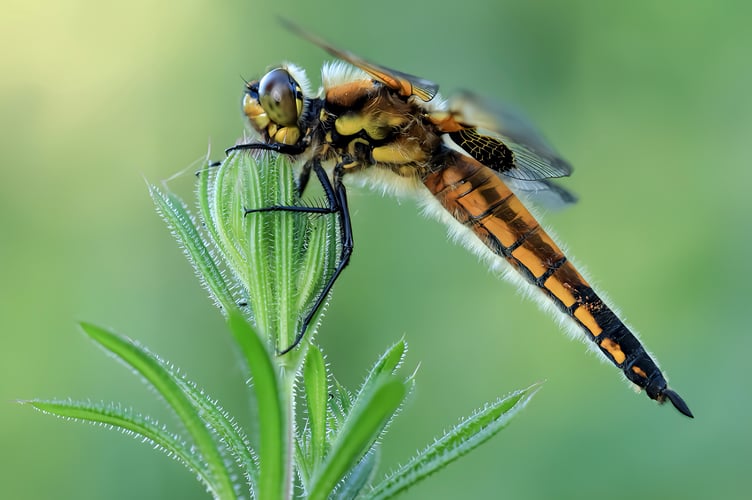 NRPS members Tony Nineham and Louise Bailey shared travel and wildlife photography in this week’s Zoom meeting.