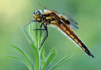 NRPS Zoom night explores landscapes wildlife and hidden gems