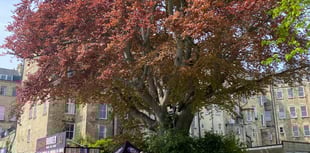 Green Party fights to save veteran tree from Bath Rugby stadium plans
