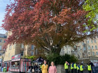 Green Party fights to save veteran tree from Bath Rugby stadium plans