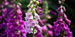 Explore Clutton Flower Show this Autumn