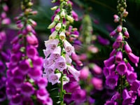 Explore Clutton Flower Show this Autumn