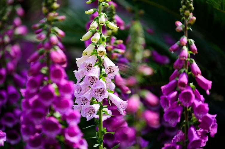Foxglove Stock