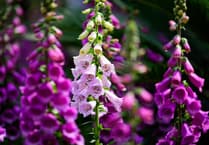 Explore Clutton Flower Show this Autumn