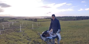 Chew Valley Plants Trees - Farmland to woodland?