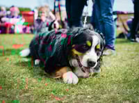 Dog show taking place in Stanton Drew at the end of August