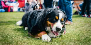 Dog show taking place in Stanton Drew at the end of August