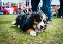 Dog show taking place in Stanton Drew at the end of August