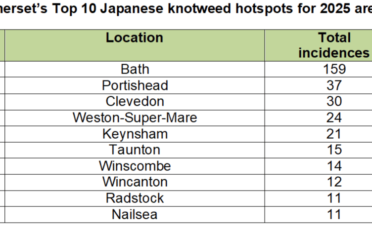 Somerset’s Top 10 Japanese knotweed hotspots for 2025 are: