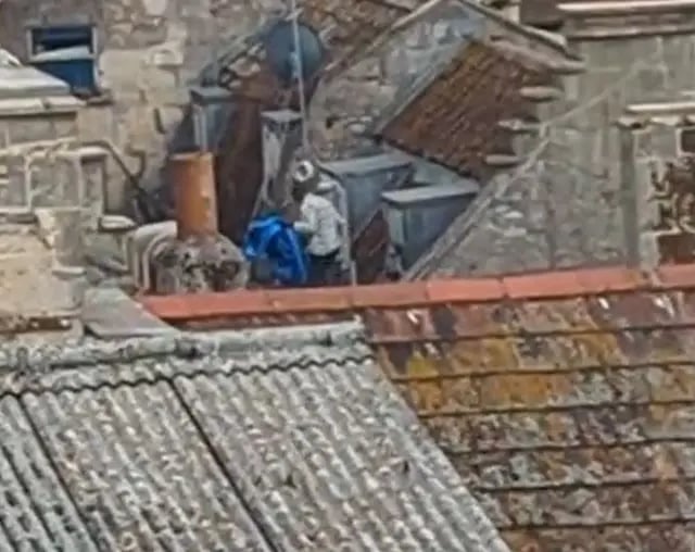 Police hunt suspect who 'attacked seagulls'