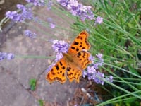 Wildflowers thriving despite June heatwave