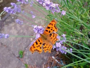 Wildflowers thriving despite June heatwave
