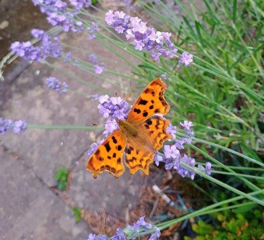 A comma on lavender