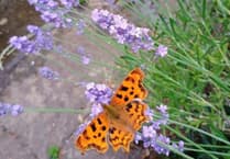 Wildflowers thriving despite June heatwave