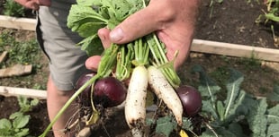 Learn organic gardening with course