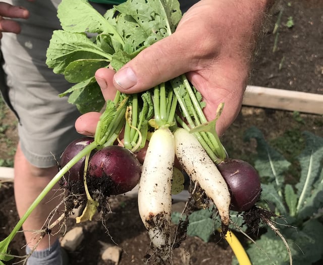 Learn organic gardening with course