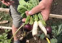 Join the organic gardening course in Chew Magna