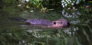 Merlin Theatre to host beaver documentary screening