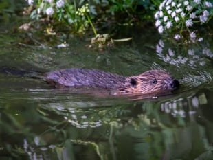 Merlin Theatre to host beaver documentary screening