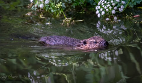 Merlin Theatre to host beaver documentary screening