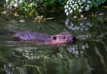 Merlin Theatre to host documentary on beavers in local waterways