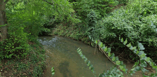 £175,000 grant given to eel conservation project