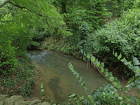 £175,000 grant given to eel conservation project