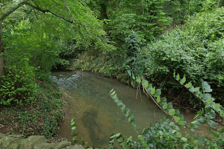 The Cam Brook, near Carlingcott