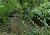 £175,000 grant given to eel conservation project as part of wildlife scheme