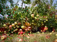Hot summer results in earliest ever harvest