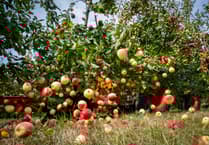 Hot summer results in earliest ever harvest at Thatcher's Cider