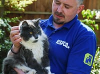 Figures reveal 263 reports of animal beatings during summer 