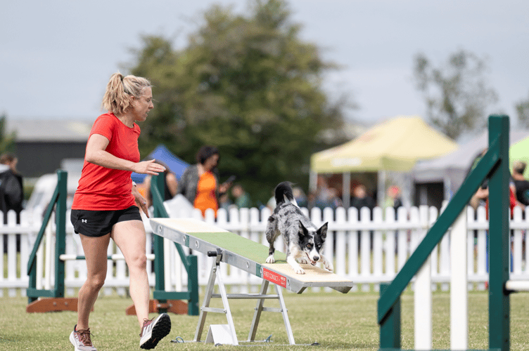 Kirsty Armitstead and Cuba achieved top spot at the Intermediate Kennel Club Agility Stakes quarter-final on August 7