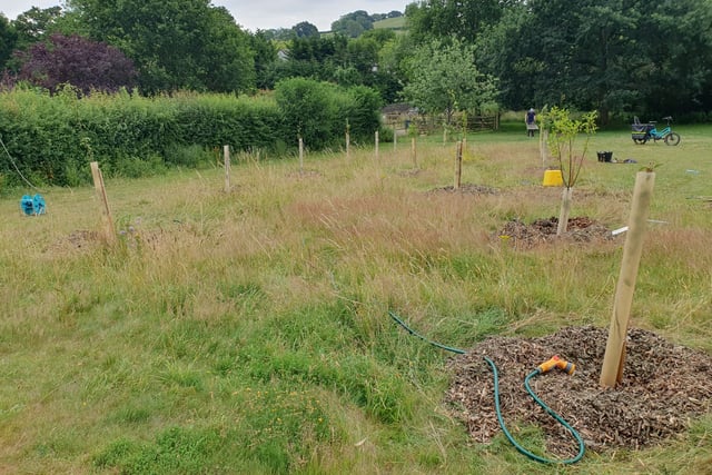 Chew Valley Plants Trees: Keeping trees watered in times of drought