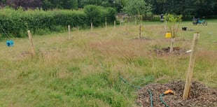 Chew Valley Plants Trees: Keeping trees watered in times of drought