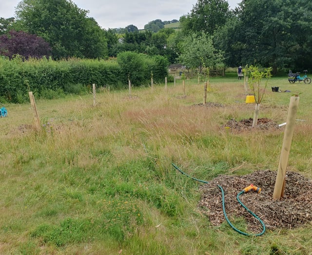 Chew Valley Plants Trees: Keeping trees watered in times of drought
