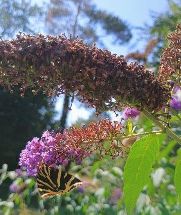 Butterflies, bees and birds are thriving